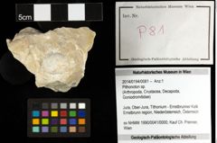 Foto (Objekt + Etiketten) von Pithonoton sp. 